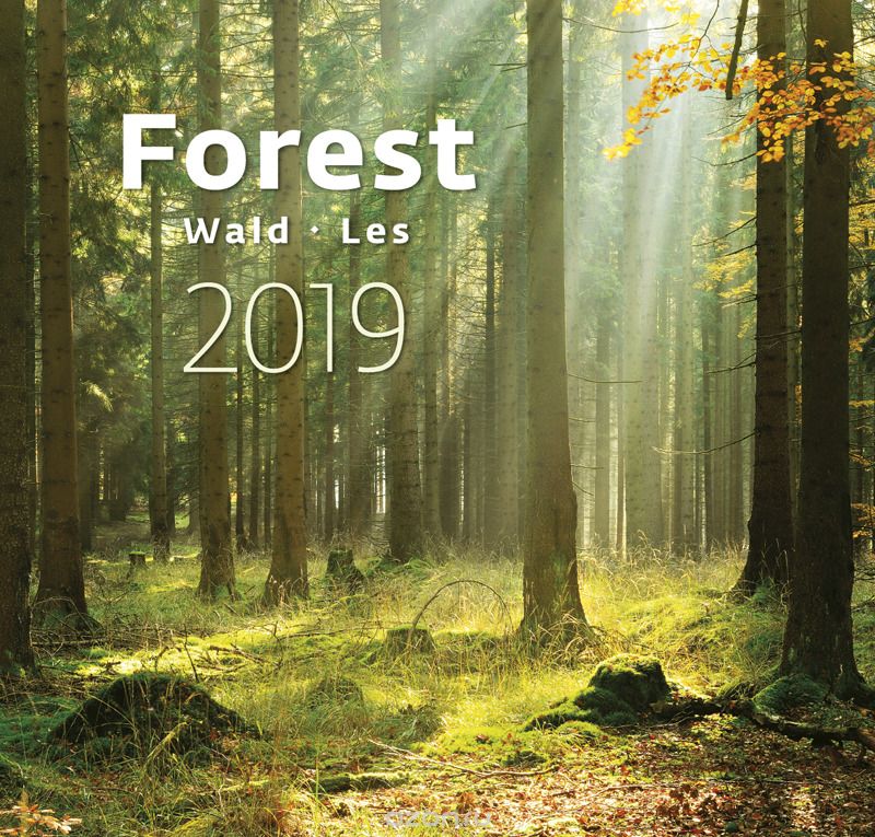  2019. Forest / 